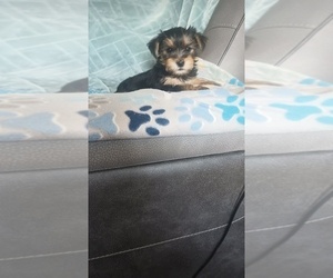 Medium Yorkshire Terrier