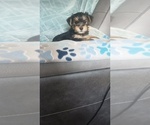 Puppy Bella Yorkshire Terrier