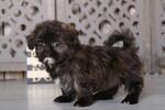 Small Photo #2 Shih Tzu Puppy For Sale in MOUNT VERNON, OH, USA