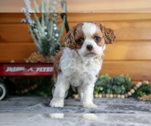 Medium Photo #2 Cavalier King Charles Spaniel Puppy For Sale in MILLERSBURG, OH, USA