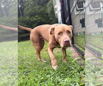 Small #2 American Pit Bull Terrier