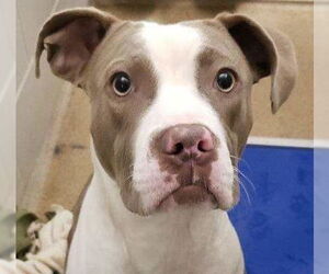 American Pit Bull Terrier Dogs for adoption in Brooklyn Center, MN, USA