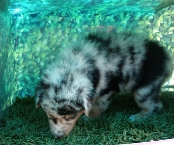 Medium Photo #4 Australian Shepherd Puppy For Sale in SYLVA, NC, USA