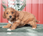 Small Photo #9 Goldendoodle (Miniature) Puppy For Sale in NAPPANEE, IN, USA