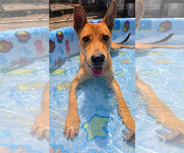 Medium Photo #6 Basenji-Unknown Mix Puppy For Sale in Rockaway, NJ, USA