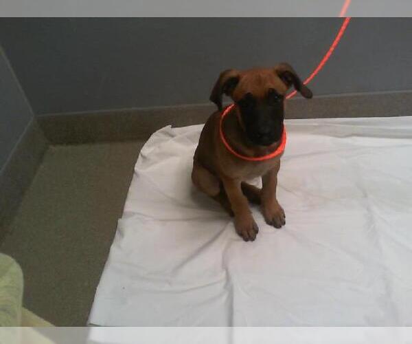 Medium Photo #1 Mutt Puppy For Sale in Las Vegas, NV, USA