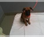 Small Mutt