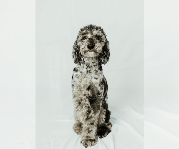 Medium Photo #1 Bernedoodle (Miniature) Puppy For Sale in FLAT ROCK, NC, USA