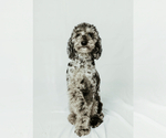 Small Photo #1 Bernedoodle (Miniature) Puppy For Sale in FLAT ROCK, NC, USA
