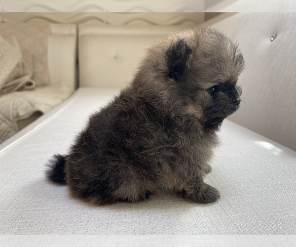 Medium Photo #8 Pomeranian Puppy For Sale in BRICK, NJ, USA