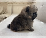 Small #7 Pomeranian