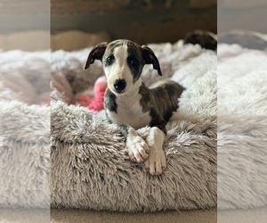 Whippet Puppy for Sale in SAND SPRINGS, Oklahoma USA