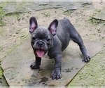 Small Photo #2 French Bulldog Puppy For Sale in CLARKSVILLE, AR, USA