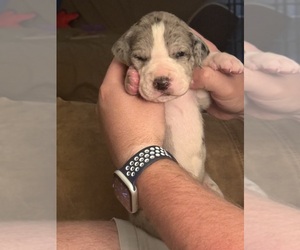 Great Dane Puppy for sale in RANSOMVILLE, NY, USA