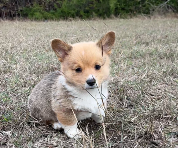 Medium Photo #5 Pembroke Welsh Corgi Puppy For Sale in MIDLOTHIAN, TX, USA