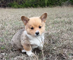 Small #4 Pembroke Welsh Corgi