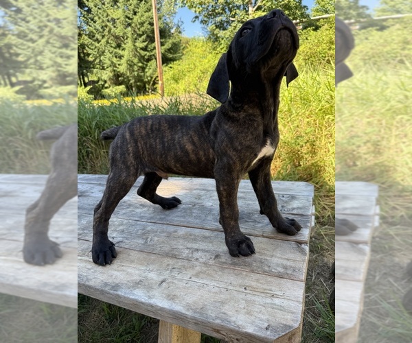 Medium Photo #2 Cane Corso Puppy For Sale in HILLSBORO, OR, USA