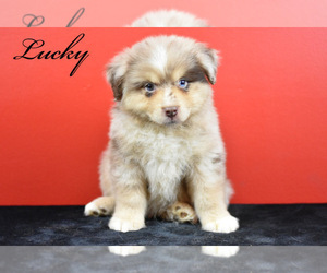 Australian Shepherd Puppy for sale in EASTON, MO, USA