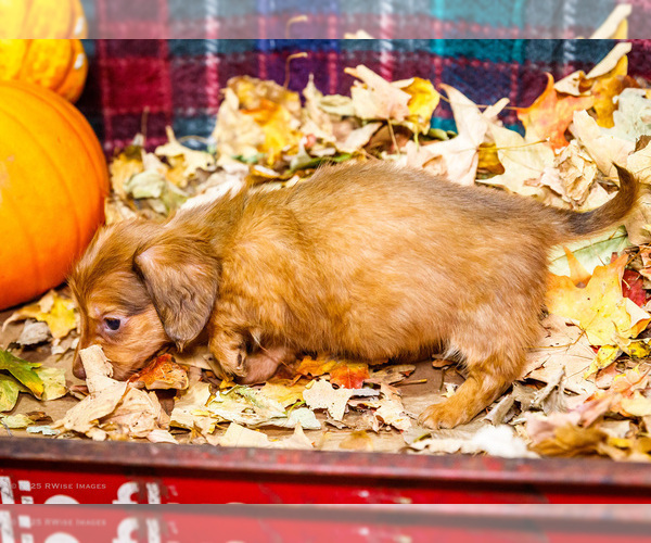 Medium Photo #13 Dachshund Puppy For Sale in WAKARUSA, IN, USA