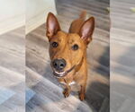 Small #10 American Pit Bull Terrier-Siberian Husky Mix