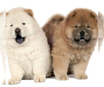 Small Chow Chow