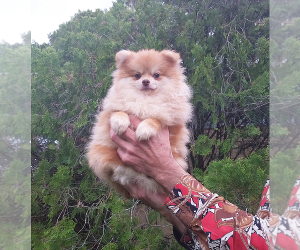 Medium Photo #1 Pomeranian Puppy For Sale in WEST PALM BEACH, FL, USA