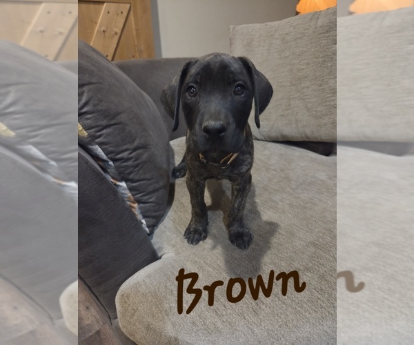 Medium Photo #6 Mastiff Puppy For Sale in WALNUT COVE, NC, USA