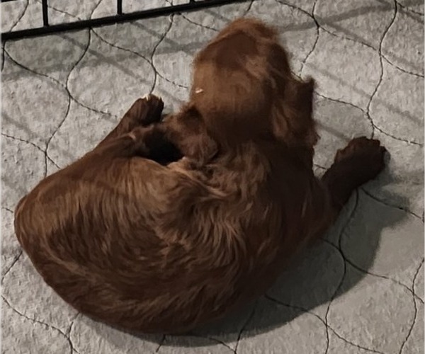 Medium Photo #1 YorkiePoo Puppy For Sale in BLUE MOUND, TX, USA