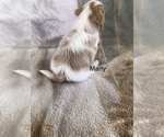 Small Photo #7 Cavachon Puppy For Sale in SILEX, MO, USA