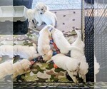 Image preview for Ad Listing. Nickname: Litter of 8