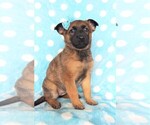 Small Photo #3 Malinois Puppy For Sale in LANCASTER, PA, USA