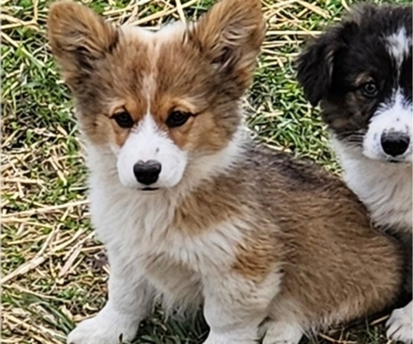 Medium Photo #1 Pembroke Welsh Corgi Puppy For Sale in MILTON, WI, USA