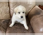 Small Photo #6 Great Pyrenees Puppy For Sale in BLACK FOREST, CO, USA