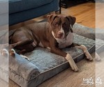 Small #6 Labrador Retriever Mix