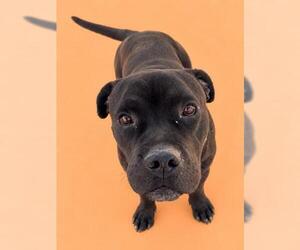 Mutt Dogs for adoption in HESPERIA, CA, USA