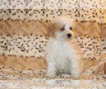 Small #9 Goldendoodle (Miniature)