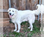 Small #16 Great Pyrenees