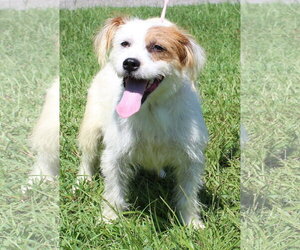 Biscuit 44283 - Male Mutt Dog for Adoption - Photo #3