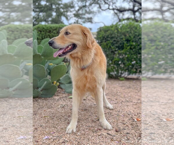 Medium Photo #3 Golden Retriever Puppy For Sale in PIPE CREEK, TX, USA