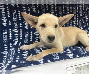 Labsky Dogs for adoption in HESPERIA, CA, USA