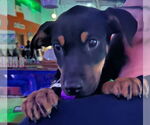 Small #5 Labrador Retriever Mix