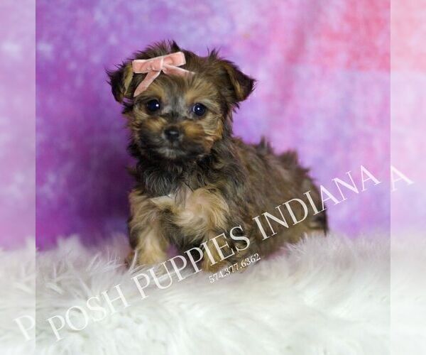 Medium Photo #126 Yorkipoo Puppy For Sale in WARSAW, IN, USA