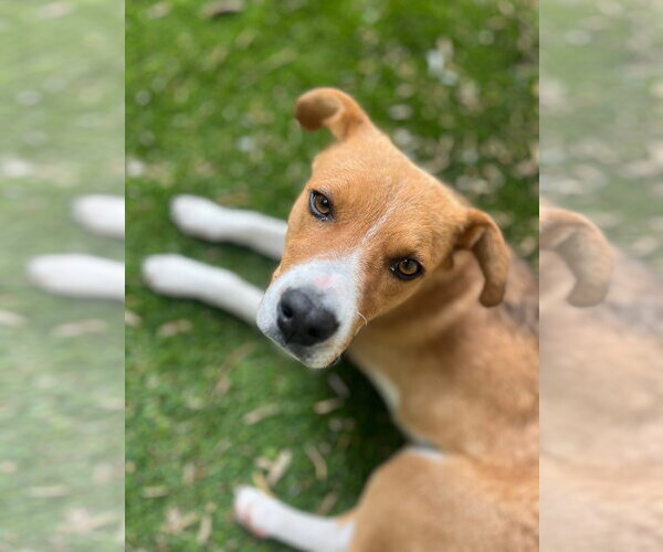 Medium Photo #2 Mutt Puppy For Sale in Sandy, UT, USA
