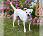 Small #3 Chihuahua
