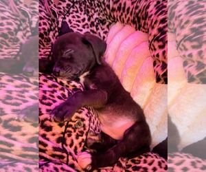 Mutt Dogs for adoption in Mount Pleasant, SC, USA