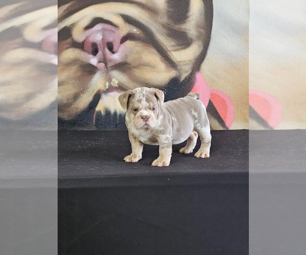 Medium Photo #16 English Bulldog Puppy For Sale in CHARLESTON, SC, USA