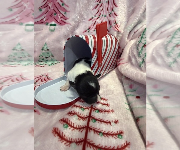 Medium Photo #26 Chihuahua Puppy For Sale in SHERMAN, TX, USA