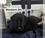 Small Photo #1 Great Dane-Unknown Mix Puppy For Sale in Bullard, TX, USA