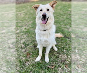 German Shepherd Dog-Huskies Mix Dogs for adoption in Princeton, MN, USA