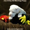 Small #245 Dogo Argentino